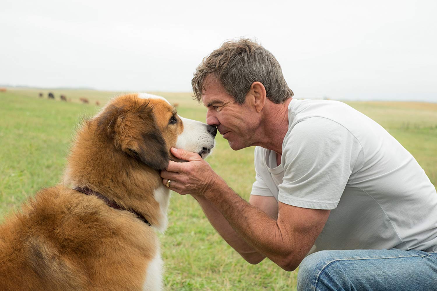 Reseña la película La razón de estar contigo - A Dog's Purpose