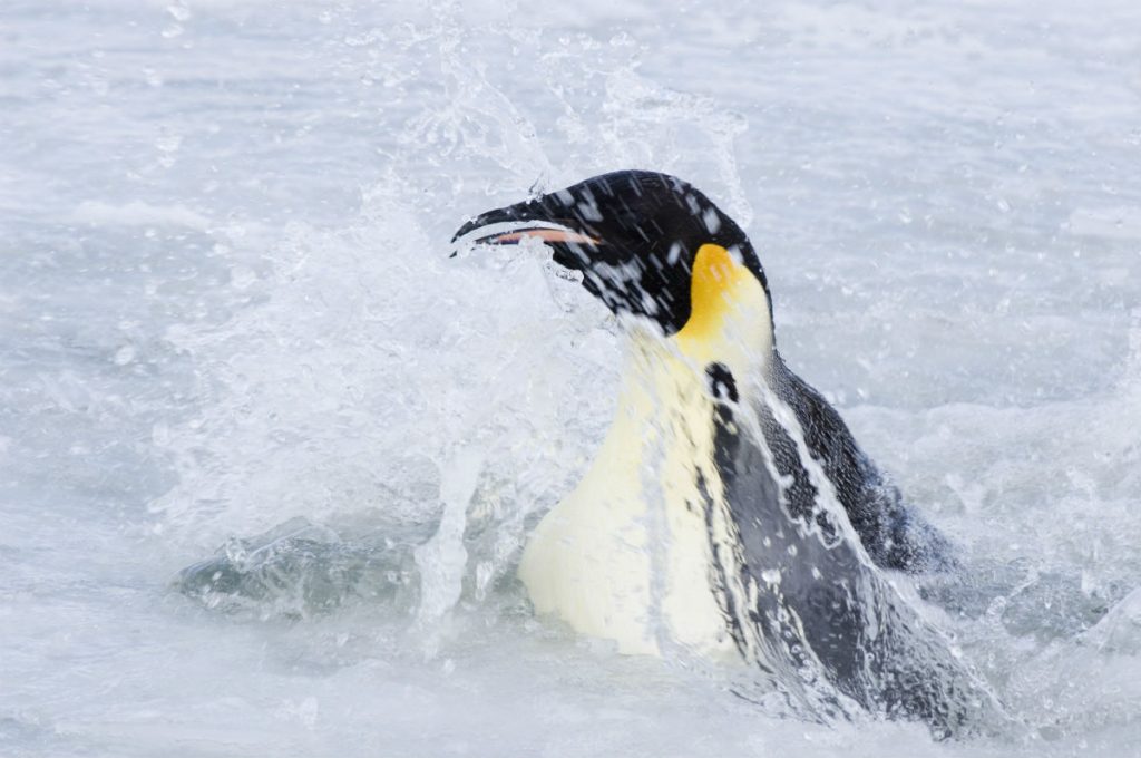 Reseña de la película La Marcha de los Pingüinos 2